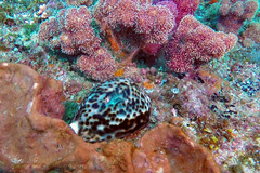 Cypraea tigris