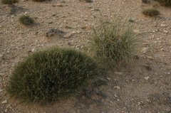 Genista microcephala