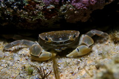 Paragrapsus quadridentatus