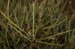 Genista microcephala