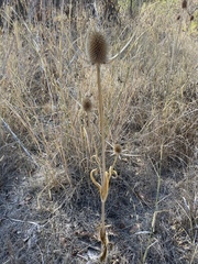 Dipsacus sativus