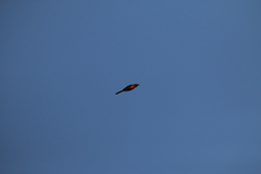 Pericrocotus flammeus