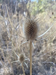 Dipsacus sativus