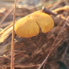 Kuehneromyces lignicola