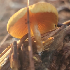 Kuehneromyces lignicola