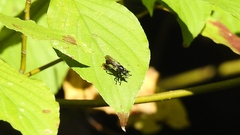 Laphria canis