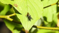 Laphria canis