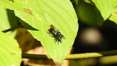 Laphria canis