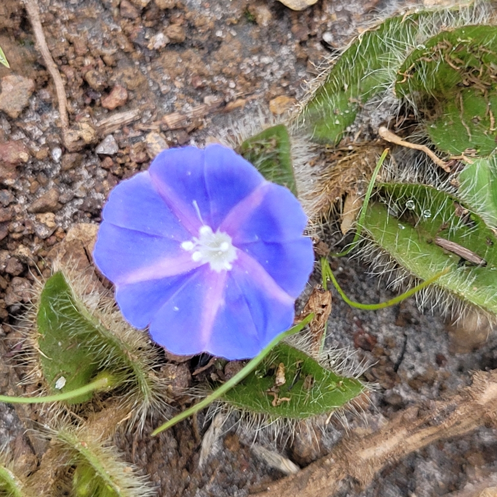 Evolvulus aurigenius