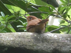 Rhytipterna holerythra