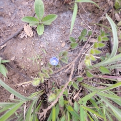 Evolvulus aurigenius