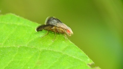 Eutreta noveboracensis