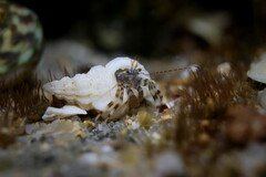 Pagurixus jerviensis