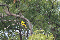 Oriolus xanthornus