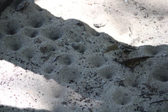 Brachynemurus