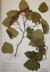 Crataegus pennsylvanica