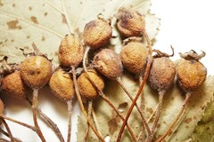 Crataegus pennsylvanica