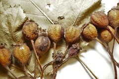 Crataegus pennsylvanica