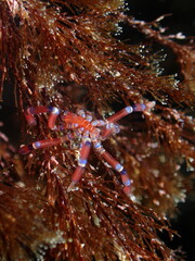 Anoplodactylus evansi