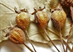 Crataegus pennsylvanica