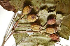 Crataegus pennsylvanica