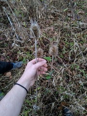 Dipsacus fullonum