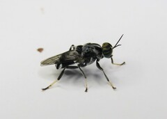 Cyphomyia