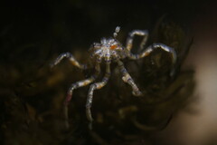 Pallenopsis macneilli