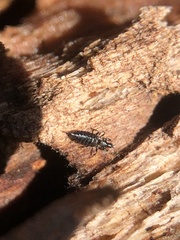 Hoplothrips