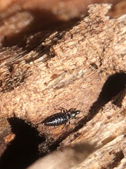 Hoplothrips
