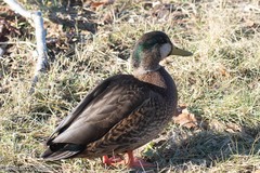 Anas rubripes × platyrhynchos