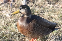 Anas rubripes × platyrhynchos