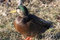 Anas rubripes × platyrhynchos