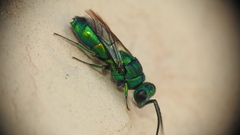 Chrysis ignita