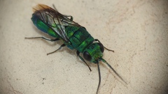 Chrysis ignita