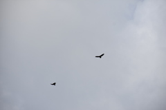 Cathartes aura