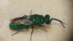 Chrysis ignita
