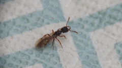 Stigmatomma pallipes