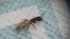 Stigmatomma pallipes