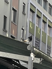 Phoenicurus ochruros