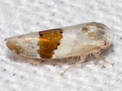 Norvellina seminuda