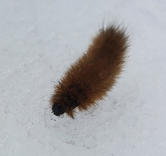 Phragmatobia