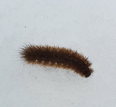 Phragmatobia