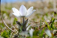 Pulsatilla vernalis
