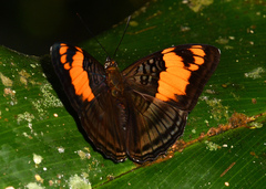 Adelpha mesentina