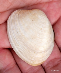 Venerupis largillierti