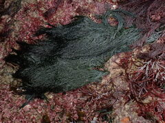 Cladophora rupestris