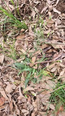 Hypochaeris albiflora