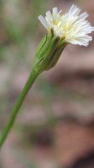 Hypochaeris albiflora