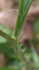 Hypochaeris albiflora